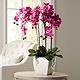 Real Touch Pink Orchid 28" High Faux Flowers in White Pot